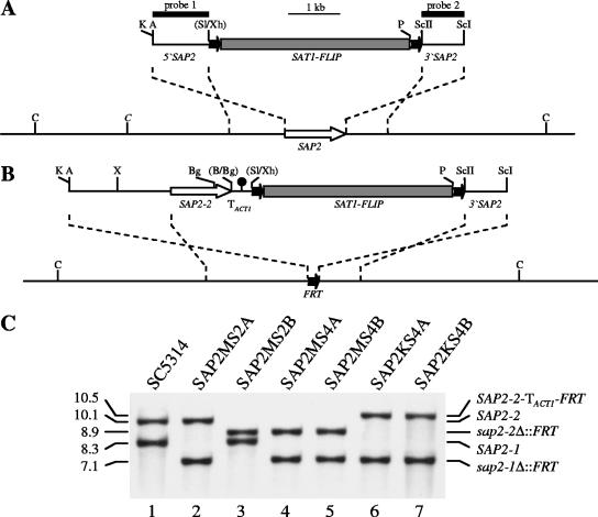 FIG. 1.