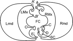 Fig. 1