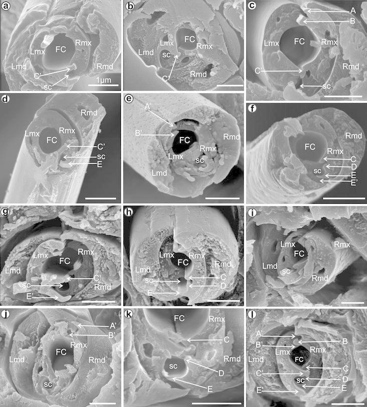 Fig. 5