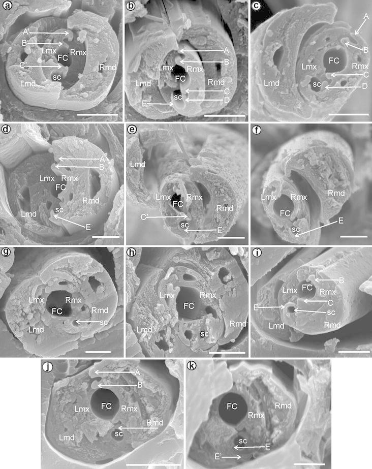 Fig. 6