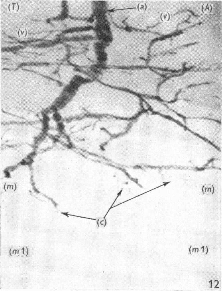 Fig. 12