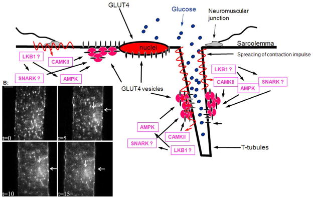 Fig 4