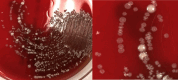 Figure 3: