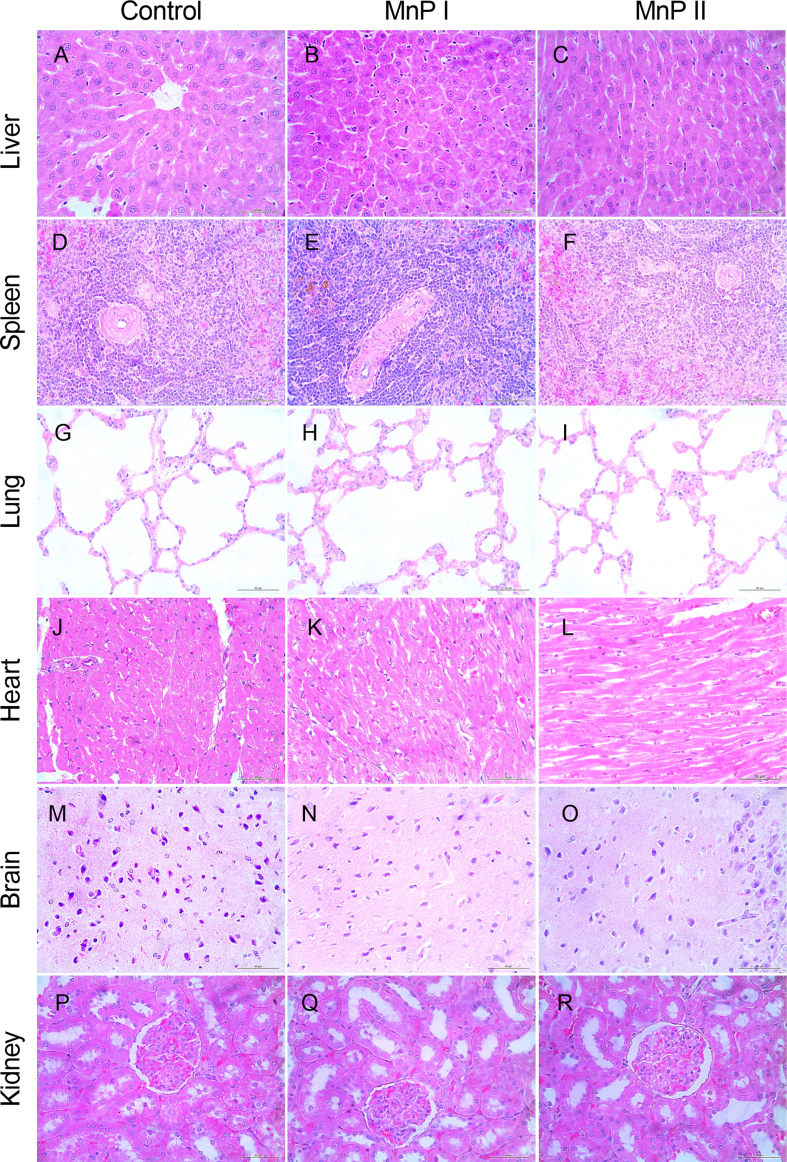 Supplementary Fig. 6