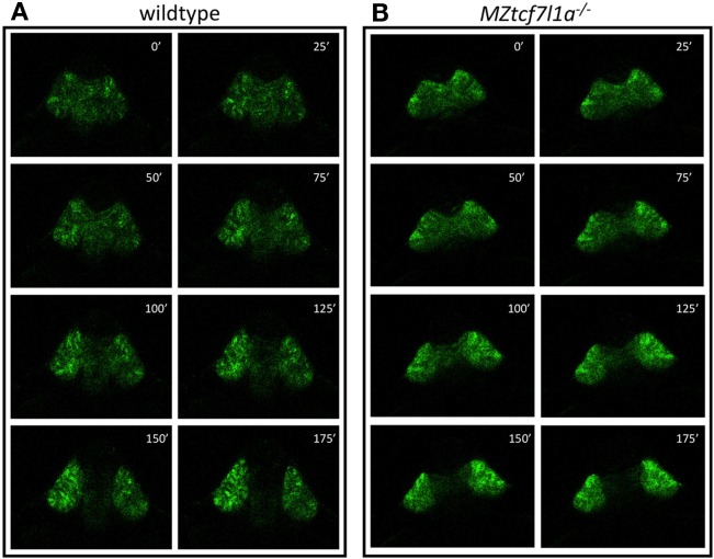 Figure 2—figure supplement 3.