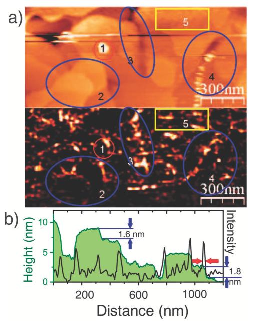 Fig. 10