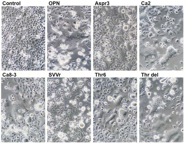 Figure 3: