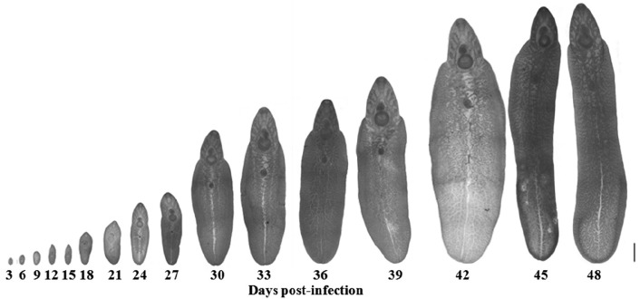 Fig. 5.