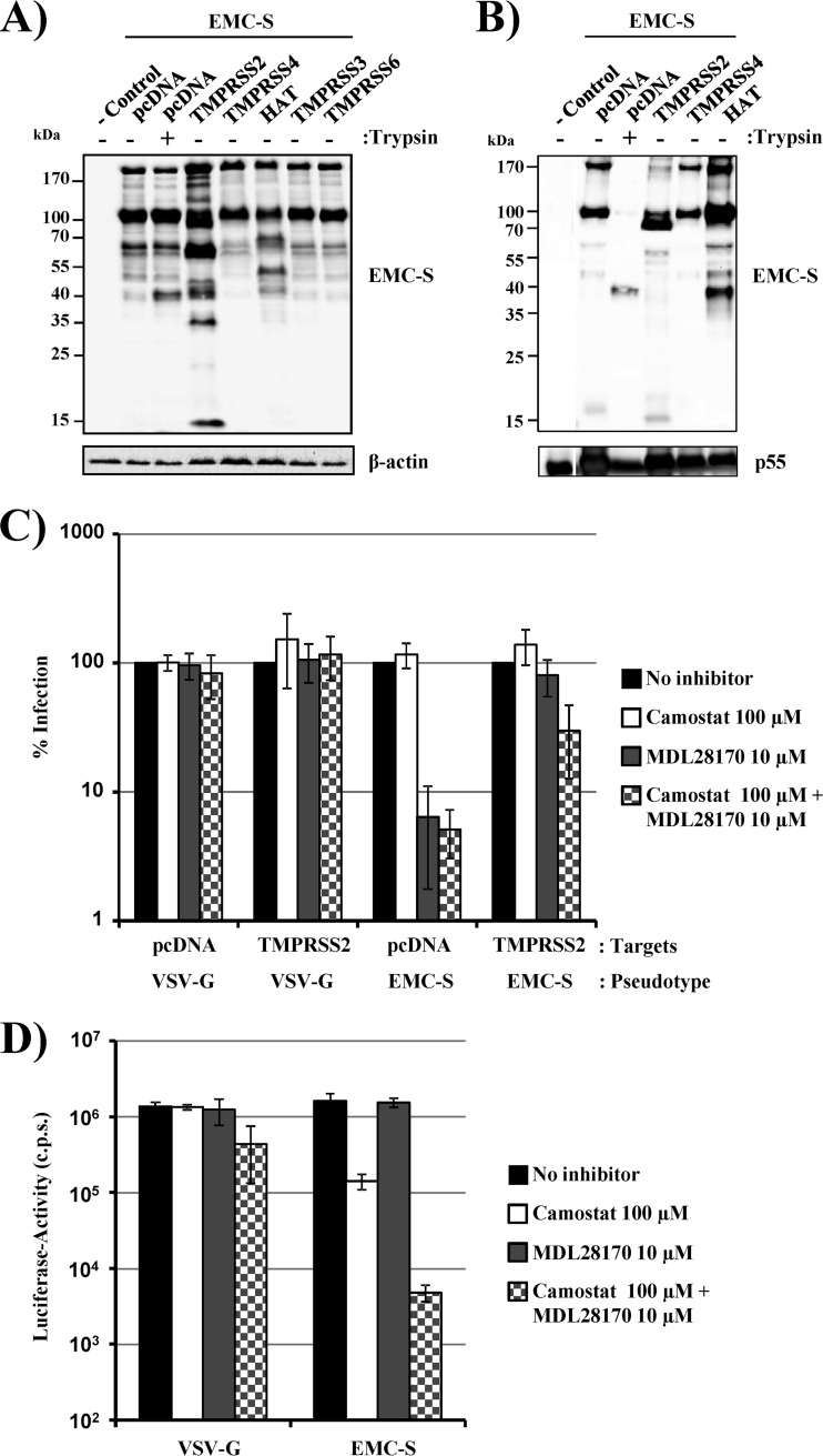 Fig 5