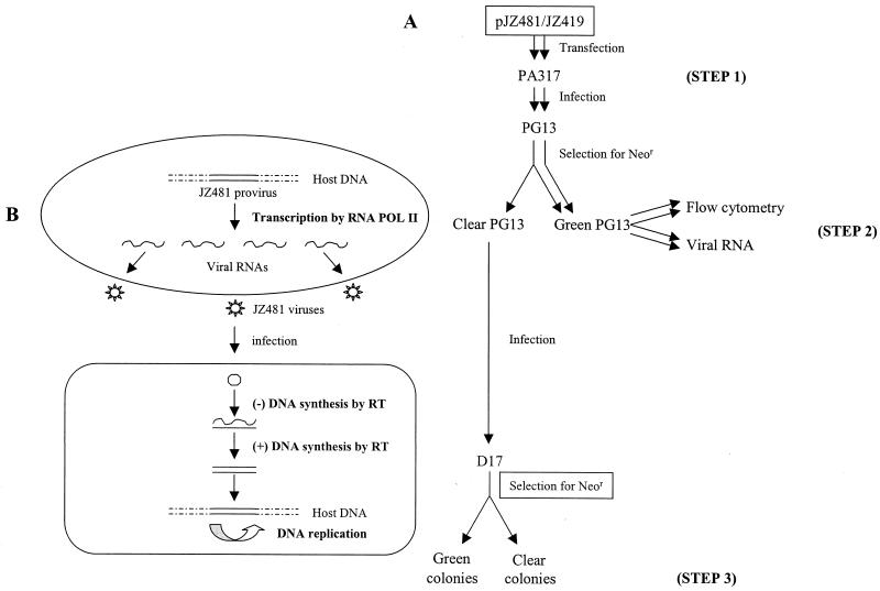 FIG. 3.