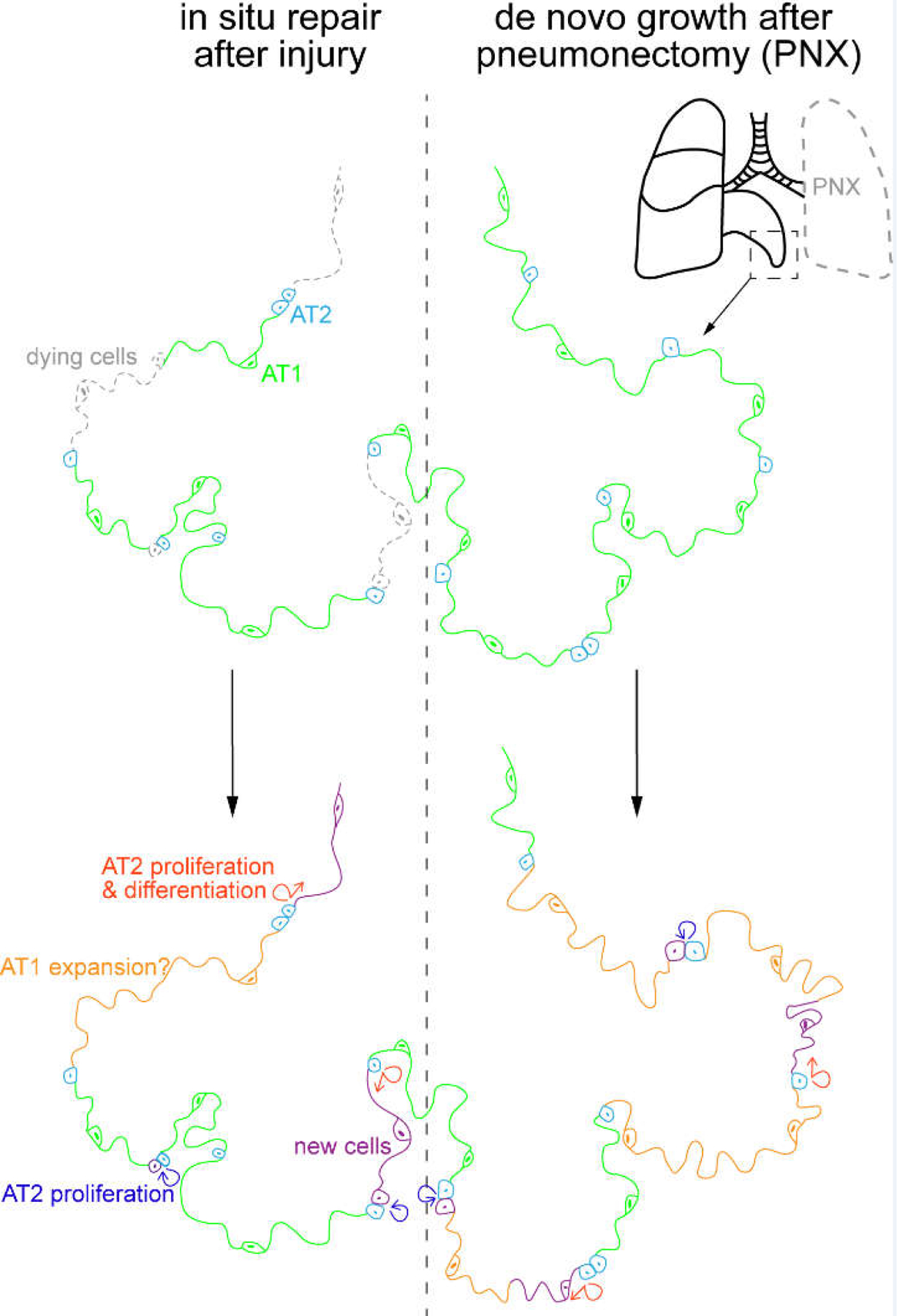 Figure 4: