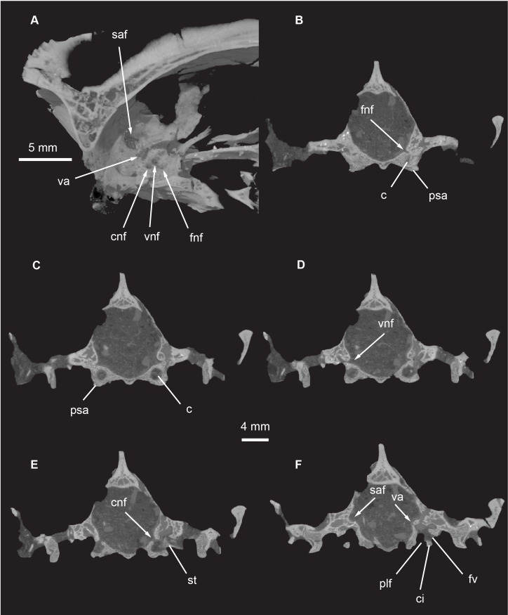 Fig 21