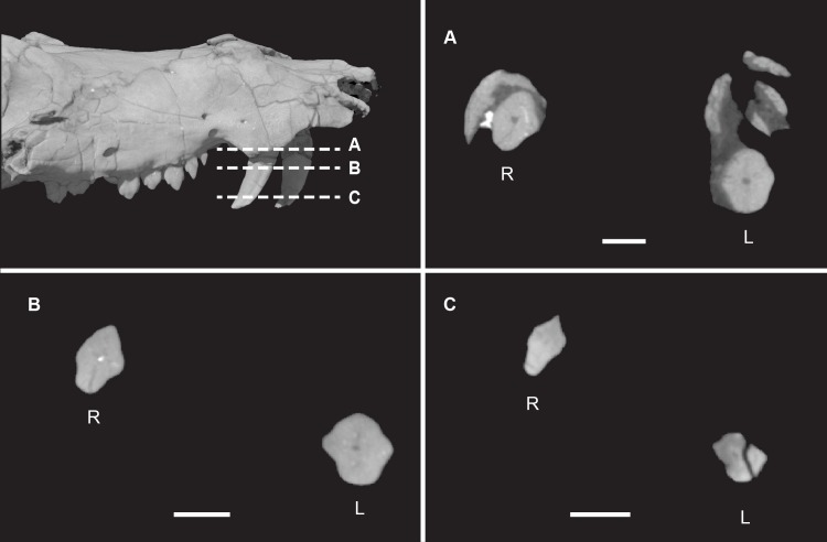 Fig 26