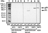FIG. 6