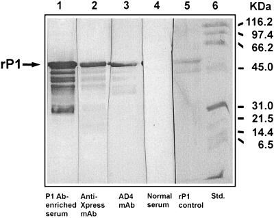 FIG. 5