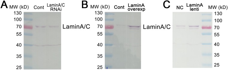 Fig. S4.