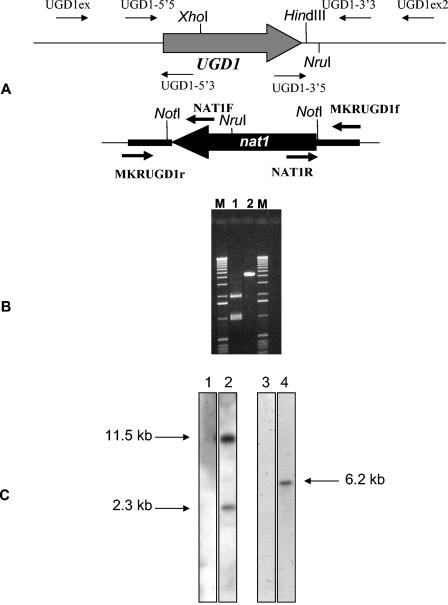 FIG. 1.