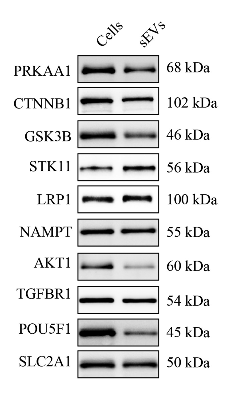 Figure 7.