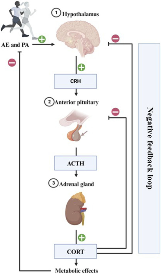 FIGURE 2