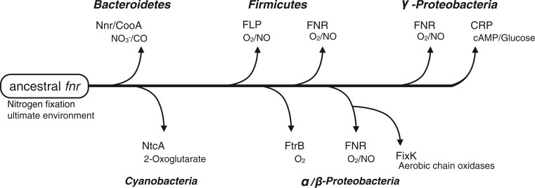 Fig. 9.—