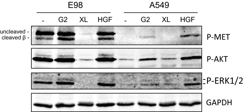 Fig. 5