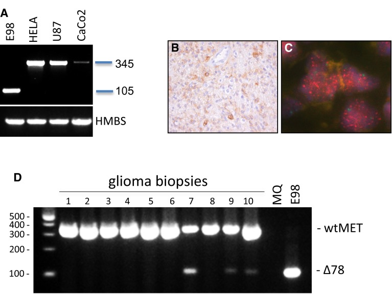 Fig. 6