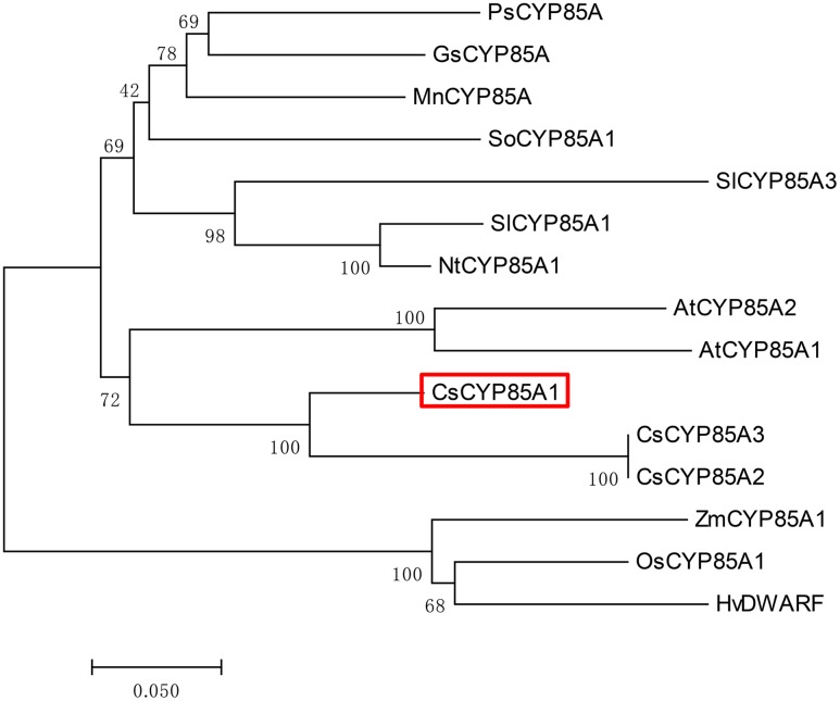 FIGURE 5