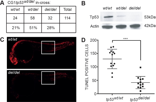 Figure 1—figure supplement 1.