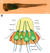 FIG. 1.