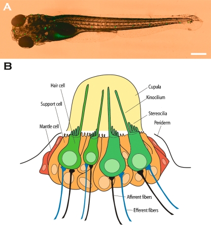 FIG. 1.