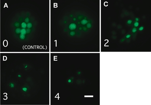 FIG. 2.