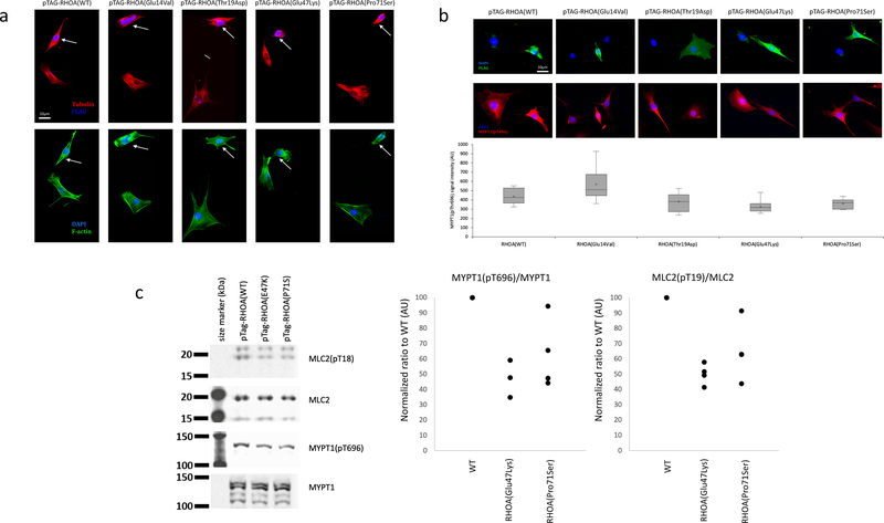 Figure 2 |