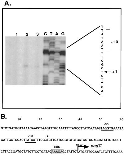 FIG. 7