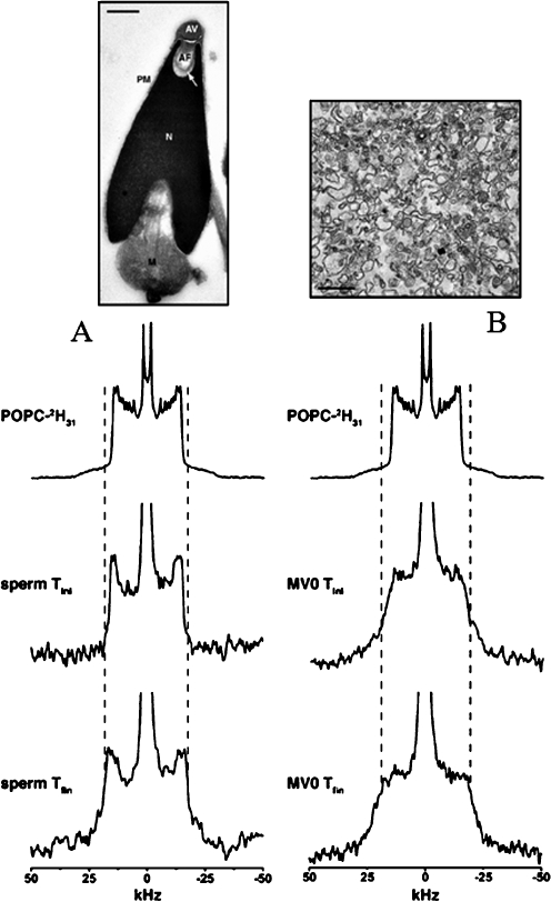 Fig. 13