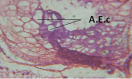 Figure 24