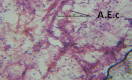 Figure 26