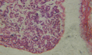 Figure 29