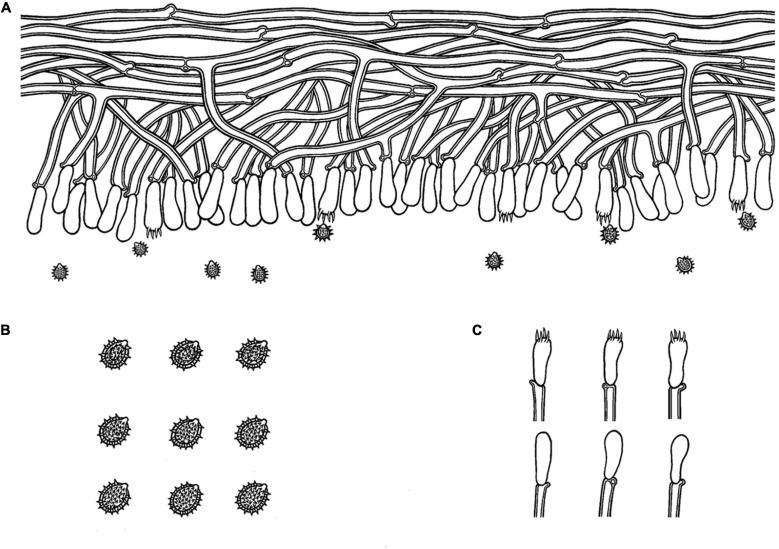 FIGURE 4