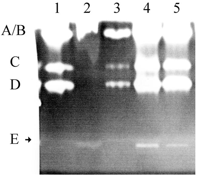 FIG. 2.