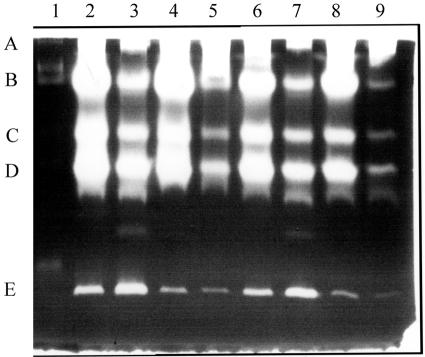 FIG. 5.