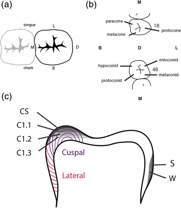 FIGURE 2