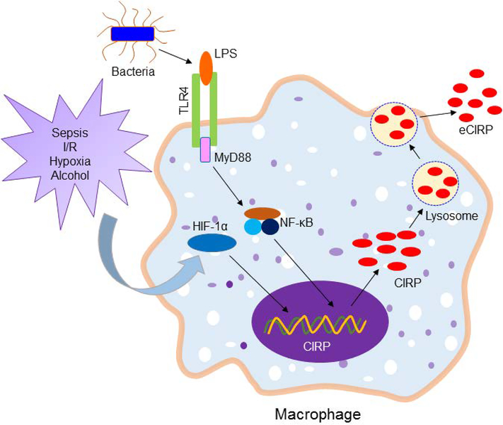 Figure 1: