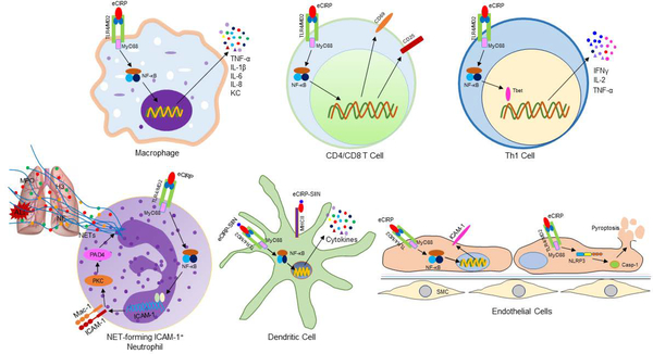 Figure 2: