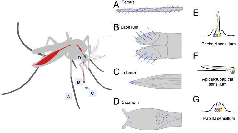 Fig. 4.