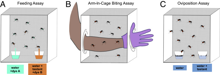 Fig. 7.