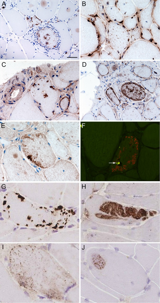 Figure 1 