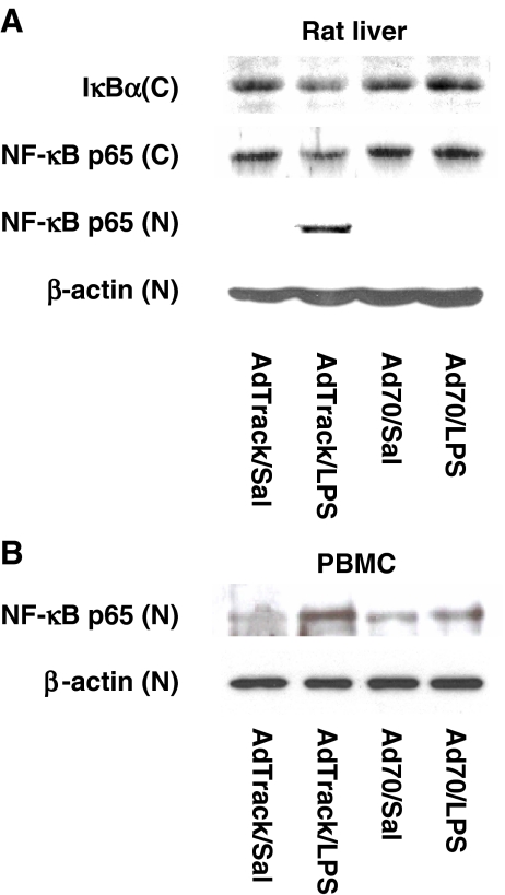 Fig. 5