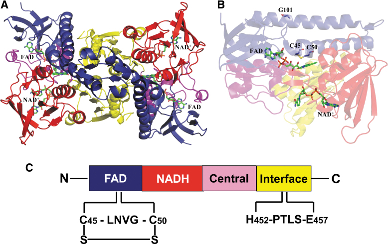 FIG. 3.