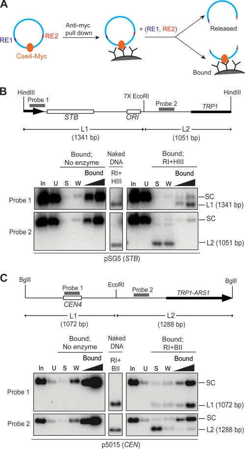 FIG. 3.