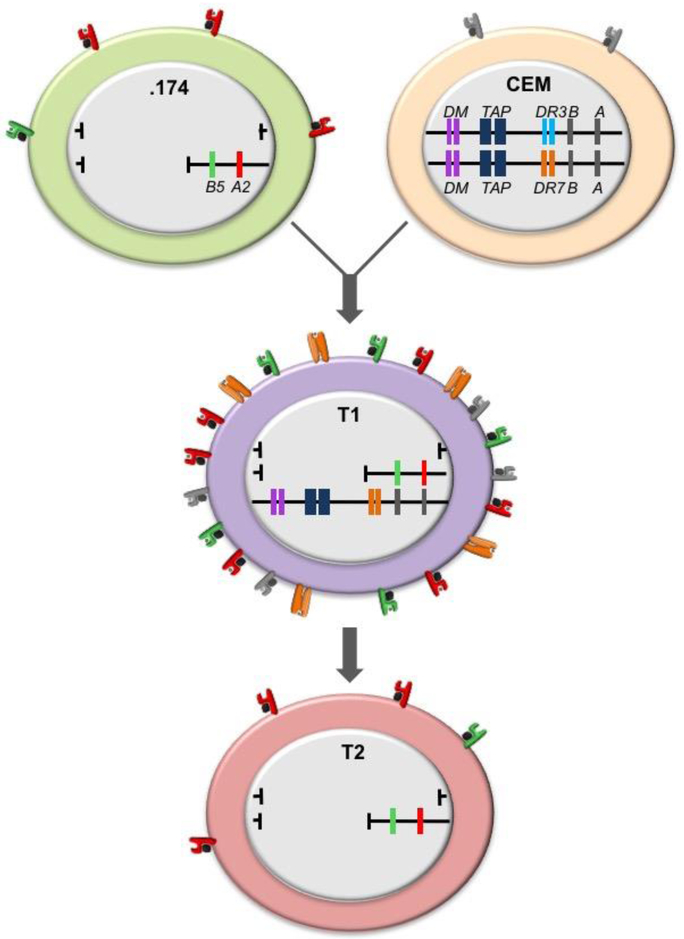 Fig. 2.